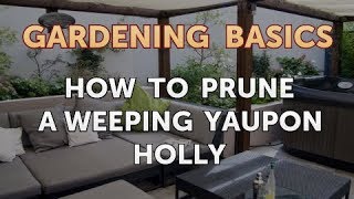 How to Prune a Weeping Yaupon Holly [upl. by Dukey]