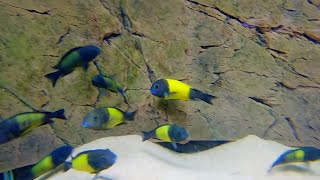 The BEST African Cichlid Breeder Tour [upl. by Dnaloy]