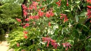 Showy coral honeysuckle attracts hummingbirds [upl. by Olivia]