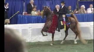 Five Gaited American Saddlebred World Champion Boucheron [upl. by Jillayne]