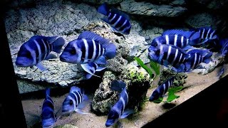 Top 5 Luxury Frontosa Cichlid Tank Setup  Blue Zaire Frontosa Aquarium [upl. by Bonner791]