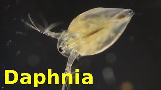 Daphnia [upl. by Gean279]