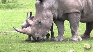 Baby Rhinoceros quotAstridquot at Cotswold Wildlife Park 1st July 2013 [upl. by Necaj]