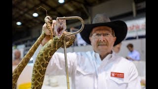 Jaycees Sweetwater Rattlesnake Roundup [upl. by Aekerly416]