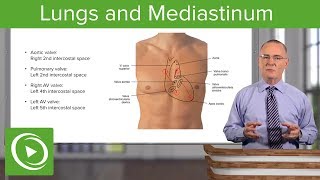 Lungs and Mediastinum – Thoracic Viscera  Lecturio [upl. by Helban]