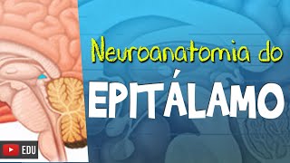 NEUROANATOMIA DO EPITÁLAMO Pineal e Habênula  Rogério Souza Diencéfalo [upl. by Bevon893]