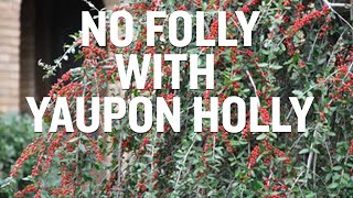 Interesting Facts About Yaupon Holly [upl. by Meehyrb896]