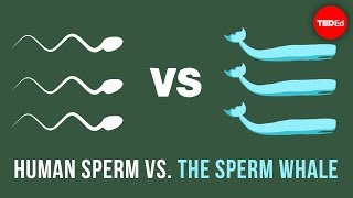 Human sperm vs the sperm whale  Aatish Bhatia [upl. by Fong34]