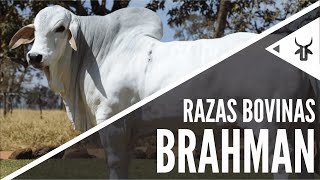 Brahman  Razas bovinas [upl. by Nnawtna]