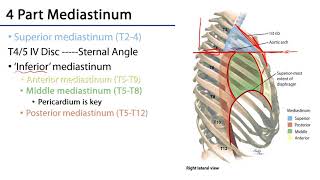 Mediastinum [upl. by Urias]