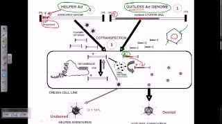 Pyelonephritis Kidney Infection  Causes Pathophysiology Signs amp Symptoms Diagnosis Treatment [upl. by Yelloh737]