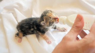 Baby Kittens Drinking Milk [upl. by Harlow]