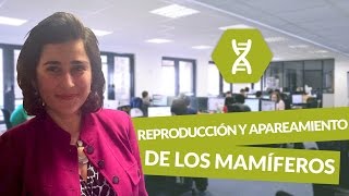 Curiosidades de los mamíferos marinos  Aprende con Dani [upl. by Atiram]