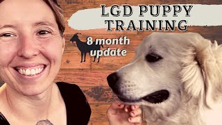 Training an LGD Puppy and How I Almost Ruined My Livestock Guardian Dog [upl. by Eyaf]