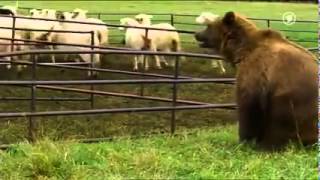 Sheepdog saves his flock from a bear attack [upl. by Annuahs314]