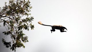 Eager Chimps First Monkey Hunt  BBC Earth [upl. by Azilem605]