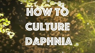 How To Culture Daphnia Magna [upl. by Conny]