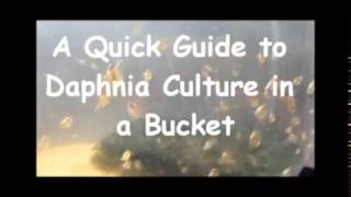 How to culture daphnia outside [upl. by Woodruff538]