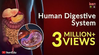 Learn About Human Digestive System  Animation Part 1 iKen  iKen Edu  iKen App [upl. by Amak]