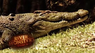 Saltwater VS Freshwater Crocodiles  CROCODILE  River Monsters [upl. by Cleve915]