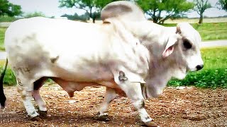 Grey Brahmans going to the pasture to meet the cows  JD Hudgins Ranch [upl. by Ahsi]