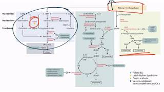 Purines amp Pyrimidines for the USMLE Step 1 [upl. by Yevette]