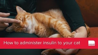 How to administer insulin to your cat [upl. by Brest]