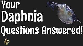 Daphnia Questions Answered [upl. by Nicram712]