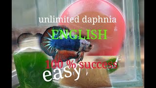 daphnia moina culture Easy way Unlimited production English  with sub Green water Chlorella [upl. by Weihs]