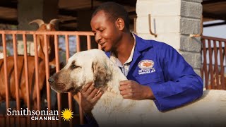 This Anatolian Guard Dog Protects Both Livestock amp Predators  Smithsonian Channel [upl. by Cleland]