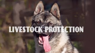 Top 10 Best Guard Dogs Breeds for Livestock and Poultry Protection [upl. by Abercromby]