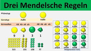 Mendelsche Regeln 1 Uniformitätsregel  2 Spaltungsregel  3 Unabhängigkeitsregel  Biologie [upl. by Sekyere]