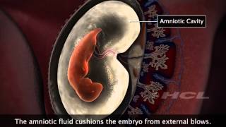 HCL Learning  Embryonic Development in Humans [upl. by Attikin]