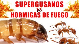 SUPERGUSANOS VS HORMIGAS DE FUEGO  Experimentos con Mike [upl. by Mather803]