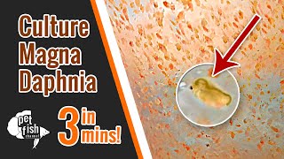 How to culture DAPHNIA MAGNA  The easy way [upl. by Karol]