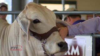 Ag Minute — Brahman Cattle [upl. by Munn]