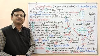 Diabetes Mellitus Part10 Mechanism of Action of Sulfonylurease  Antidiabetic Drugs  Diabetes [upl. by Danyluk724]