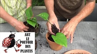 Conseils jardinage Pothos scindapsus Comment faire une bouture et arrosage Plante verte [upl. by Jasmin]