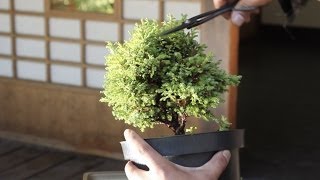 How to make a Bonsai tree from a starter kit [upl. by Marshall29]