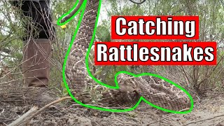 Hunting for Rattlesnakes in South Texas These Guys Are Crazy [upl. by Brittne]