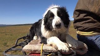 Working Dogs  Farm To Fork Wyoming [upl. by Dari507]