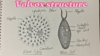 Volvox structure [upl. by Hillman]