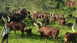 On The Farm Tips on getting the best out of Ankole cattle [upl. by Eolanda991]