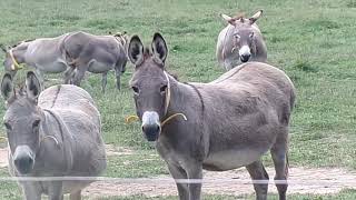 Livestock Guardians the Donkey [upl. by Hoover]