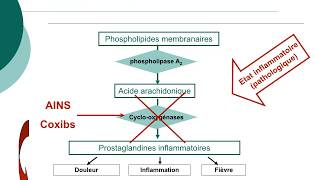 Pharmacologie des AINS et des corticoïdesCours commenté [upl. by Benjamin]