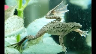 Introduction to African Dwarf Frogs Episode 1 [upl. by Ezeerb]