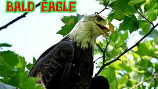 BALD EAGLE GATHERED A CROWD IN KISSENA PARKNEW YORK [upl. by Bunker]