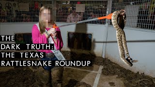 The Texas Rattlesnake Roundup The Dark Truth [upl. by Dugald]