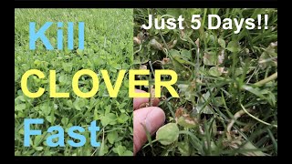 How to KILL CLOVER in your LAWN [upl. by Ennairam]