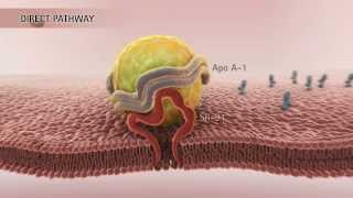 HDL amp Reverse Cholesterol Transport HD [upl. by Palmore]